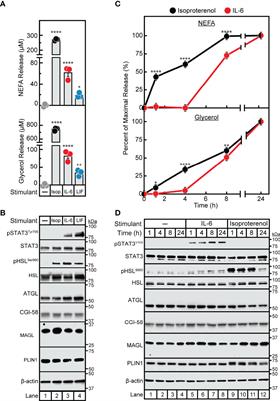 Cytokine-Mediated STAT3 Transcription Supports ATGL/CGI-58-Dependent Adipocyte Lipolysis in Cancer Cachexia